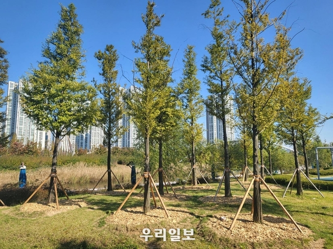 인천경제자유구역청 청라호수공원 수목 생육사업 진행 ⓒ 인천경제자유구역청 제공