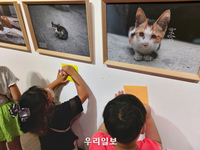 길 고양이 사진전.(사진=시흥시청)