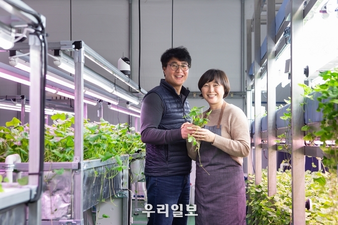 농업회사법인 ㈜병풀농원이 병풀 비티-케어 품종이 국립산림품종관리센터에 신품종으로 등록됐다.(사진=충주시농업회사법인)