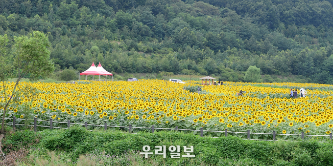 강화군, 교동도 난정해바라기정원 ⓒ 강화군청 제공