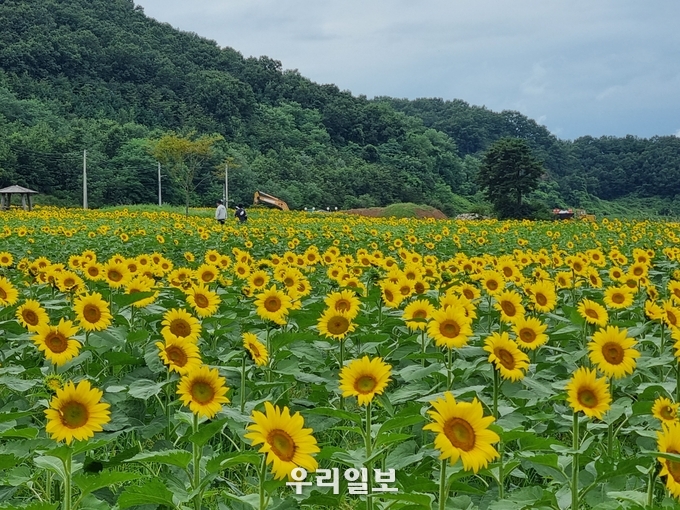 강화군, 교동도 난정해바라기정원 ⓒ 강화군청 제공