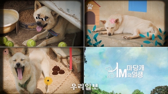 ‘마당개 1미터의 일생’ -TRA Media 제공