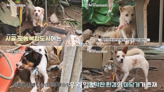 ‘마당개 1미터의 일생’ -TRA Media 제공